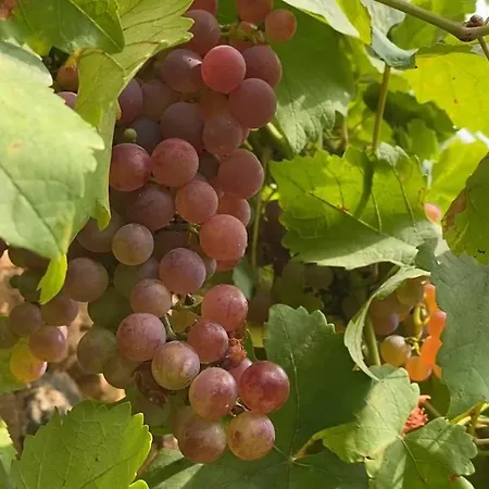 Grande Maison De Caractere En Pierres -superbe Vue Casa de Férias